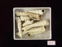 藏品(筍形錐螺化石)的圖片